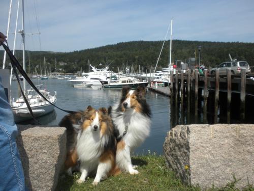 Watching the boats at Northeast Harbor.  We met a lady who owns shelties and had a nice long chat!