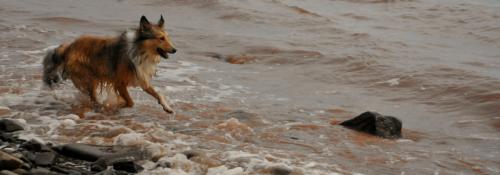 wave herding on the rocky beaches