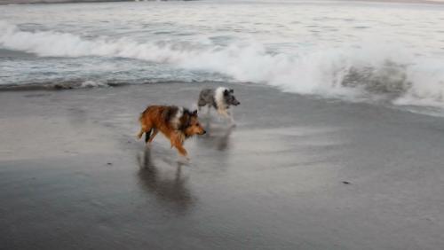 wave herding