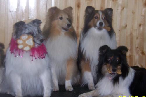 We are so mean. What great dogs to hold the treats and not eat them.