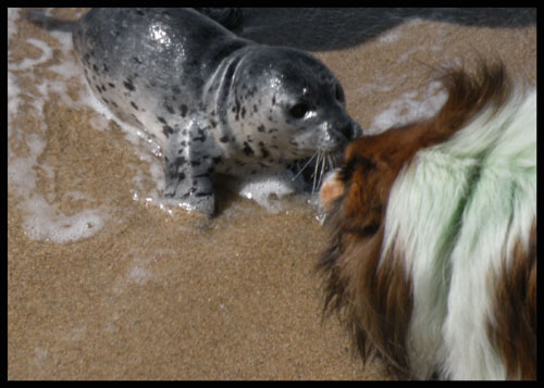We found a baby seal!