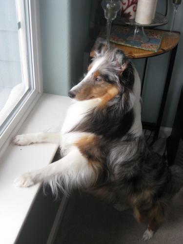 We taught her to 'greet' rather than rush the door when folk stop by. This looks out our front door.