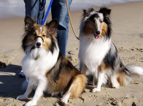We took a day trip with our guys to Bethany Beach, DE, in October 2011. It was their very first walk on the sandy shore and first glimpse of the ocean