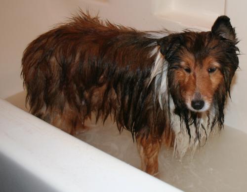 Wet Dog