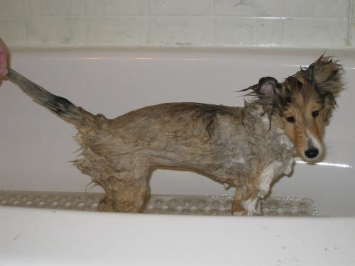 Wet Ginny or drown rat?