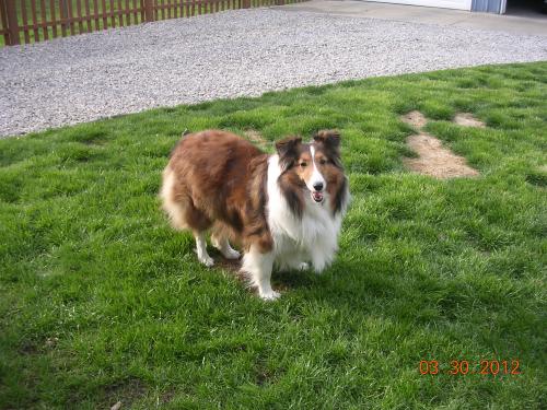 What do you mean... "do a few laps around the yard"...I'm not a sled dog in training... Jezzzzzzz.