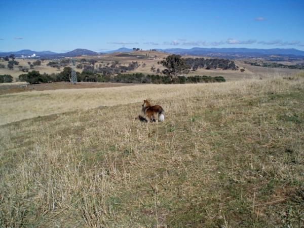What's more perfect than a beautiful Canberra winter day?  

A sheltie on a hill watching her flock (of kangaroos)