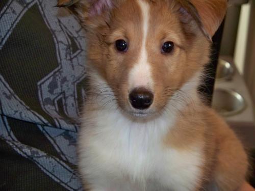 Whiskey's first day home.