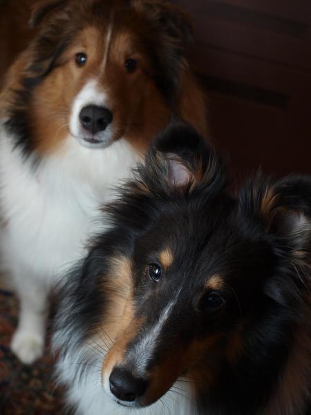 Who's Mom's best boy?!

Or.....where's supper?