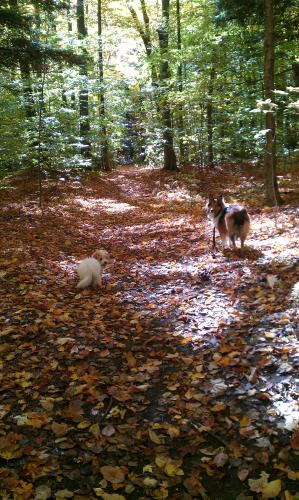 With her pal Maggy, sharing a nice autumn walk!
