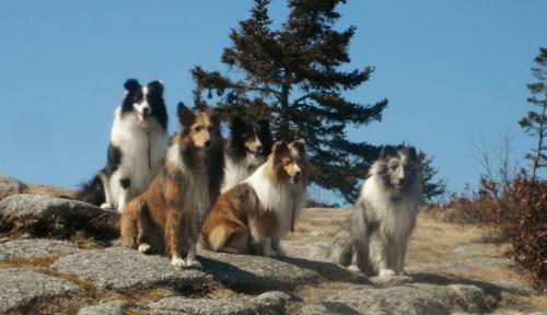 with Sheltie friends