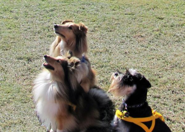 With their buddy Frank at Million Paws Walk Flyball Comp.  It was Frank's first ever comp.