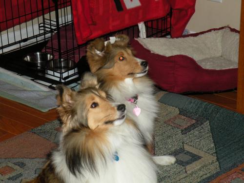 Working on our sit/stays with Dad!