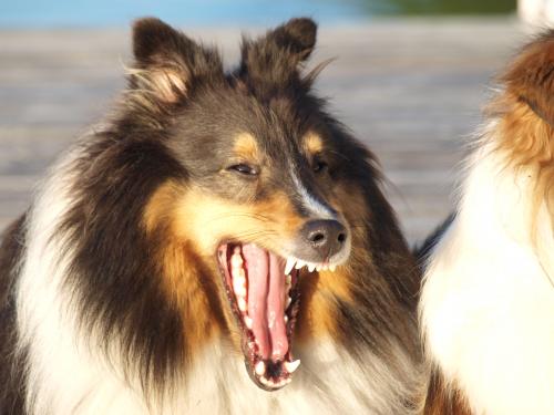 Yawn!  Nothing happening here?  Where are the mink?