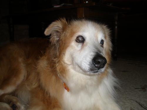Zip home with his new foster dad. His eyes say thank you for helping me.