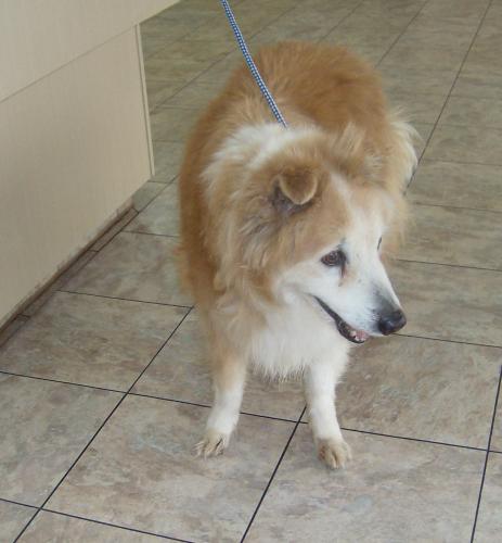 Zip's first day of rescue!!! at Austin Sheltie Rescue.