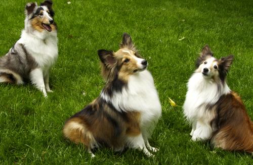 Zoey, Bentley and Sassafras wait patiently for our friend Ed to snap their picture.