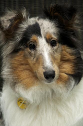 Zoey shows off her beautiful markings in this close up pic.