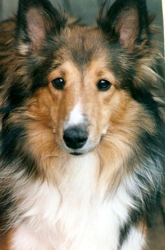 Zoie
my favorite picture of her, when you look into her eyes, you melt