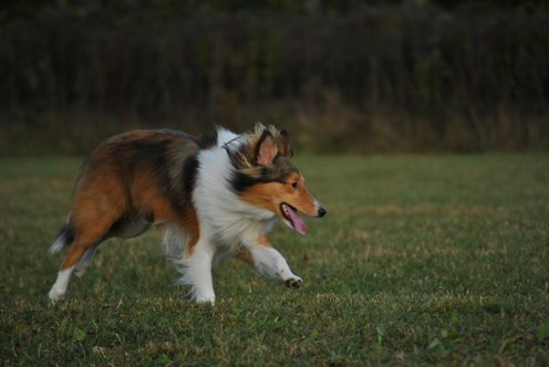 Zoomies