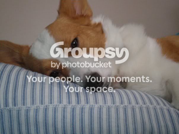 corgi.jpg