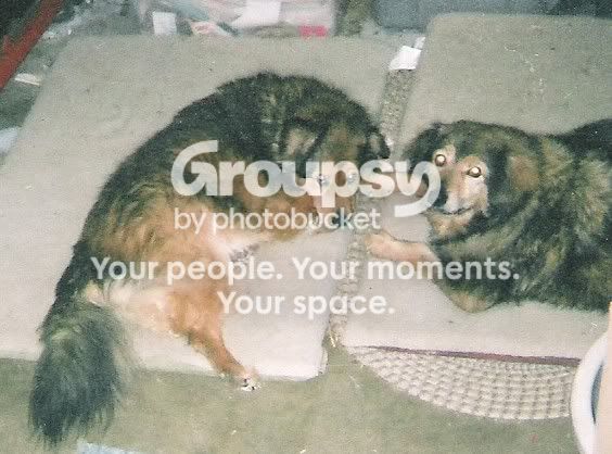 maxandsimba4.jpg