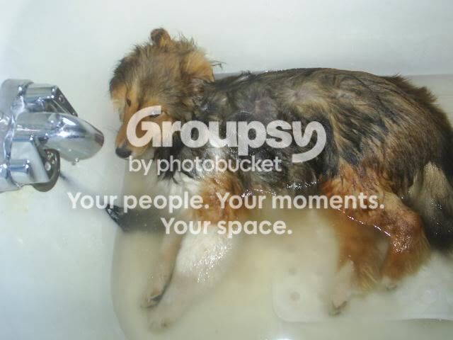 sheltinbath.jpg