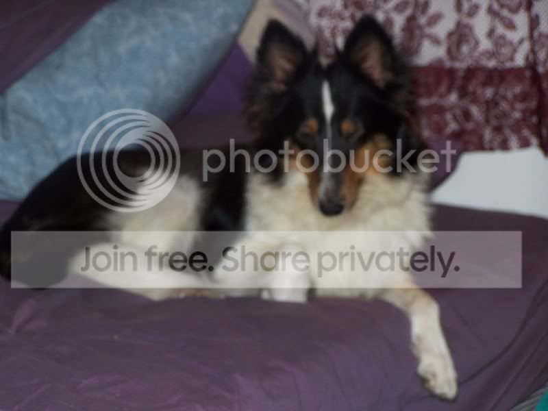 FosterSheagles002.jpg