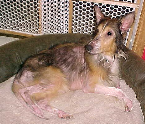www.illinoissheltierescue.com