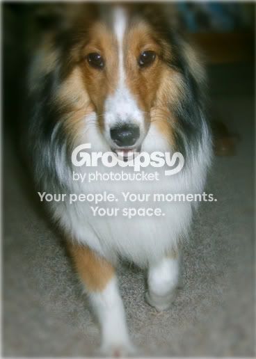 Dogs004.jpg