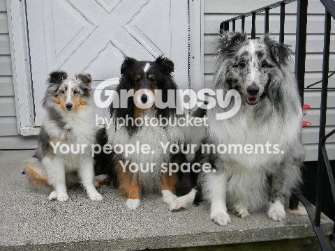dogs20front20porch203.jpg